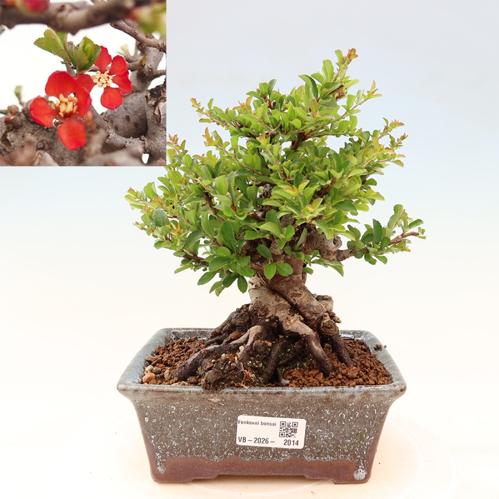 Bonsai zewnętrzne - Chaneomeles speciosa Chojubai