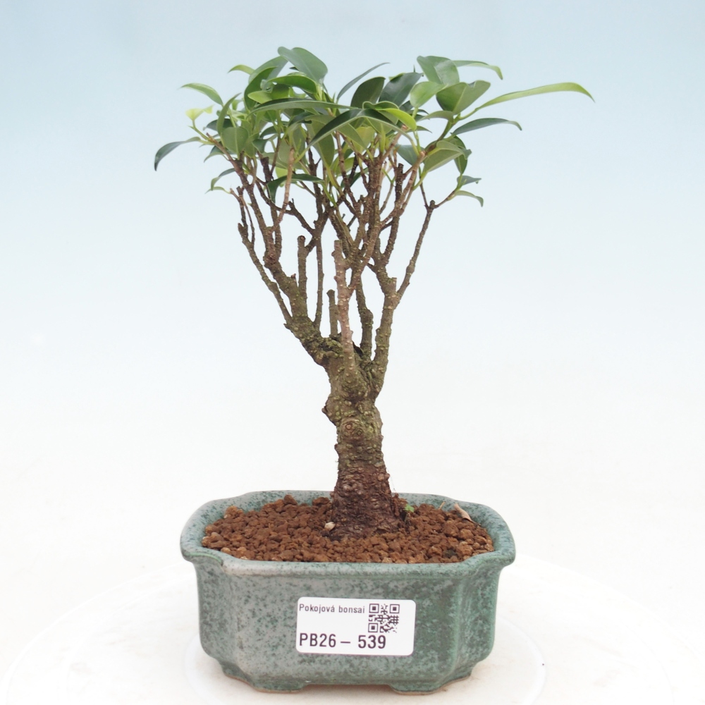 Pokój bonsai Ficus retusa kimmen