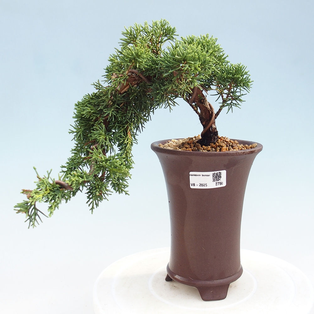 Bonsai zewnętrzne - Juniperus chinensis Kishu - Jałowiec chiński
