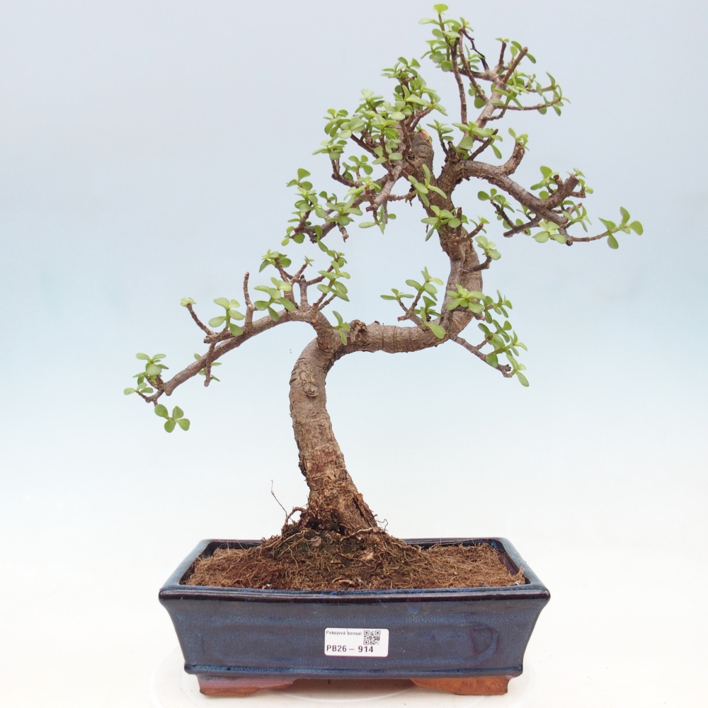 Pokój bonsai - Portulakaria Afra - Tlustice