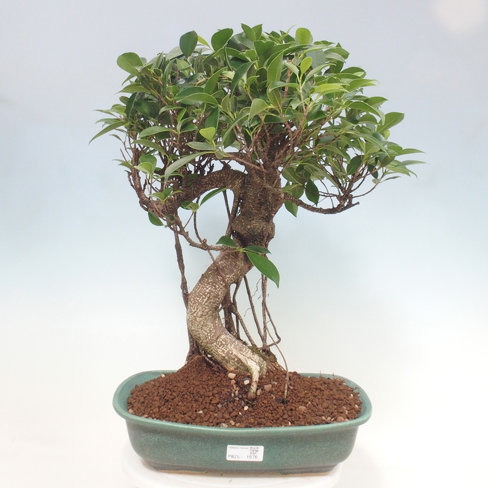 Kryty bonsai - Ficus kimmen - figowiec drobnolistny