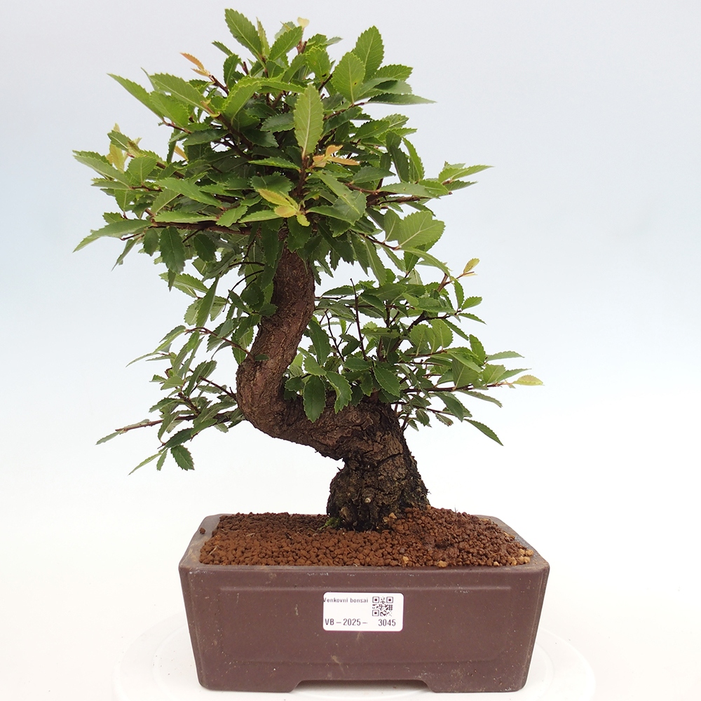 Bonsai na zewnątrz - Zelkova - Zelkova serrata