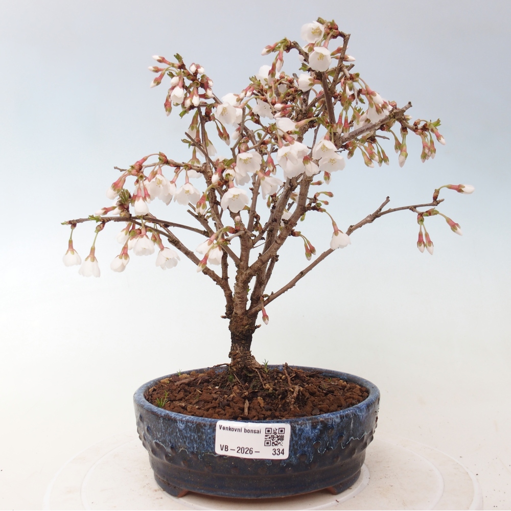 Outdoor bonsai - Prunus incisa Kojou-no mai-Plivon wycięty