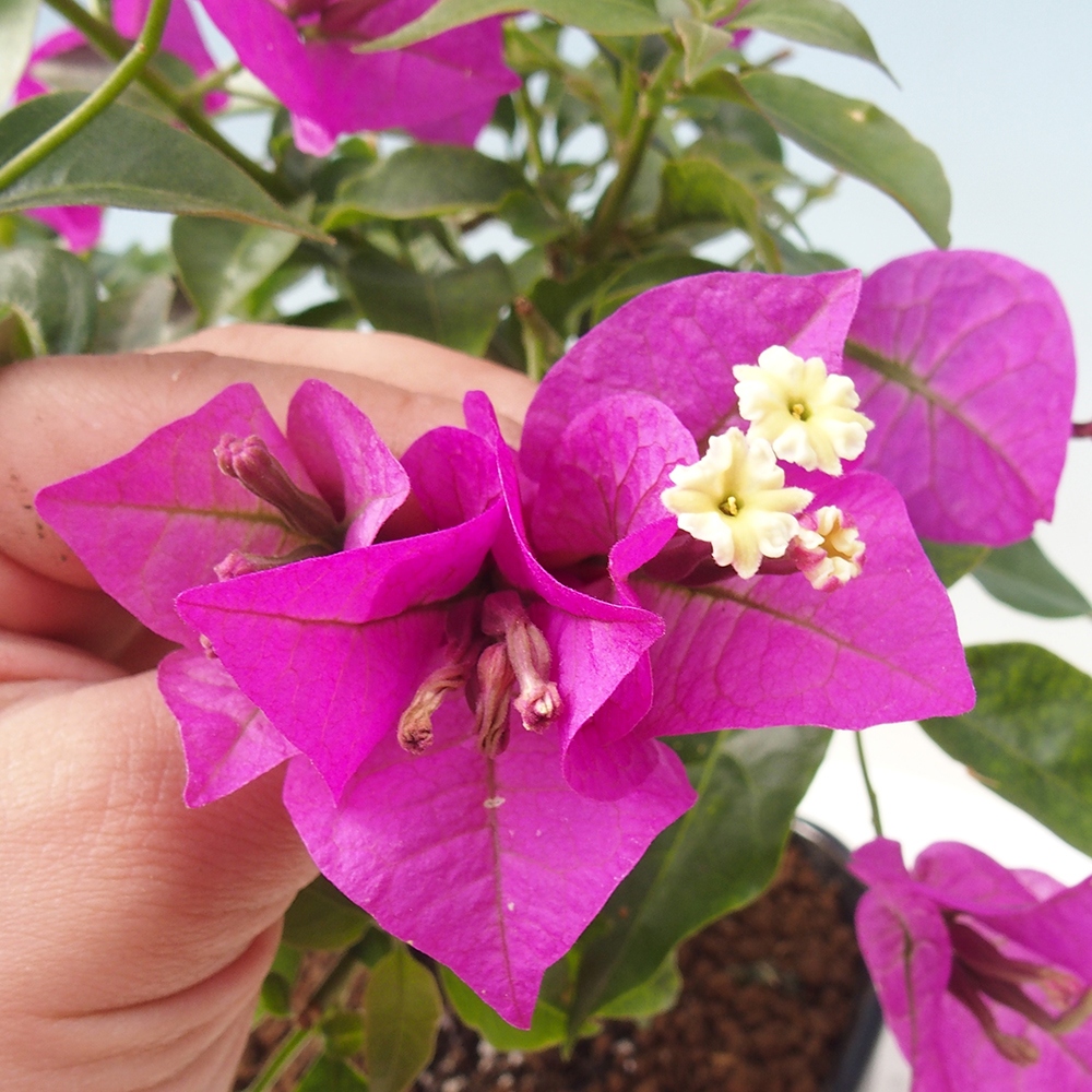 Pokój bonsai - Bouganwilea