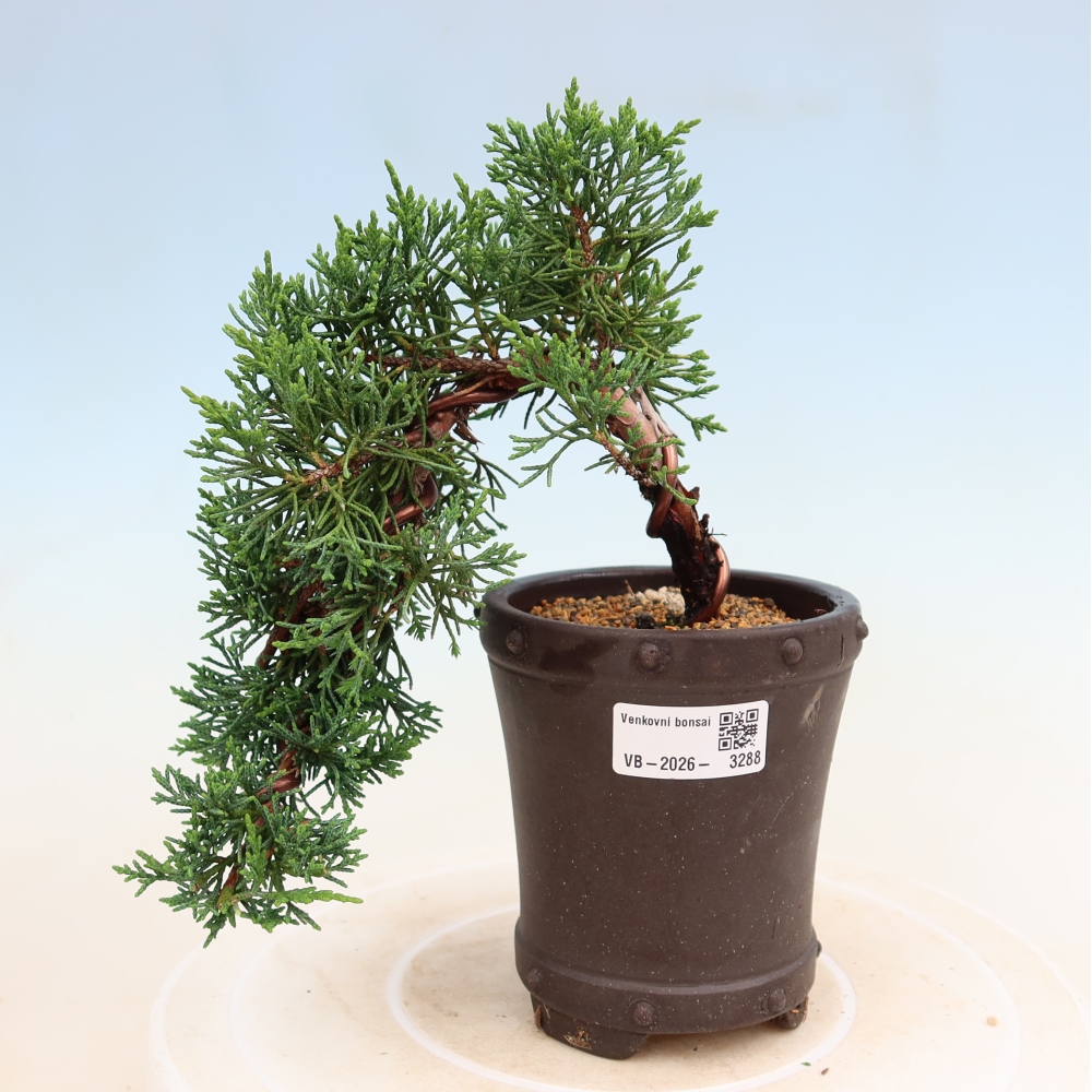 Outdoor bonsai - Juniperus chinensis Kishu