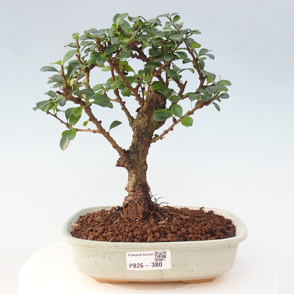 Bonsai pokojowe - Carmona macrophylla - Tea fuki