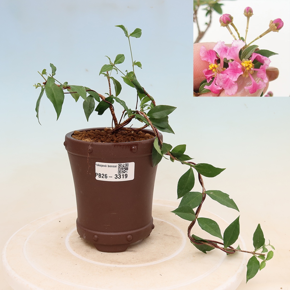 Bonsai pokojowe – Malpighia barbadoska – Malpighia glabra 