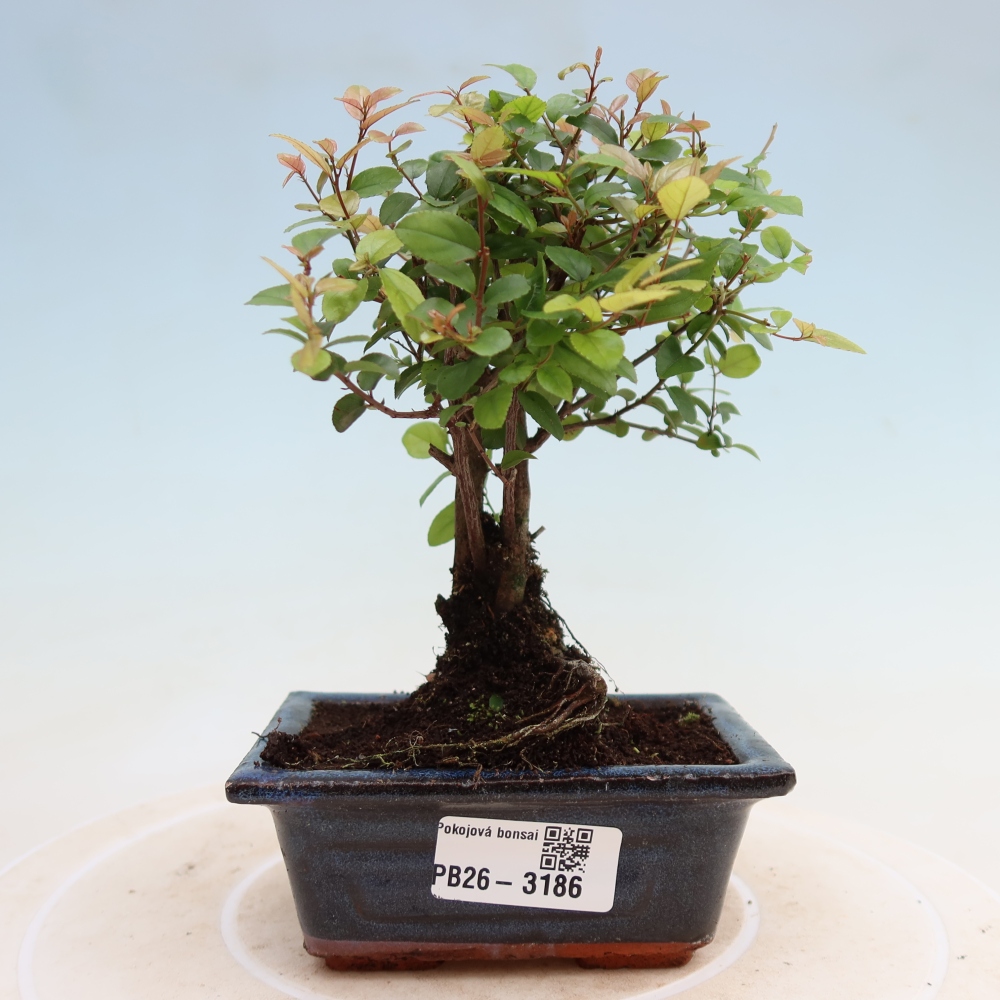 Bonsai pokojowe - Sageretia thea - Sageretia thea