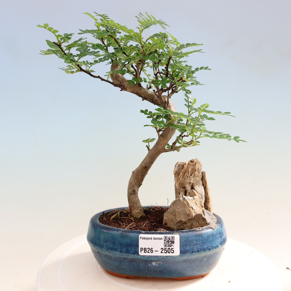 Pokój bonsai - Zantoxylum piperitum - drzewo pieprzowe