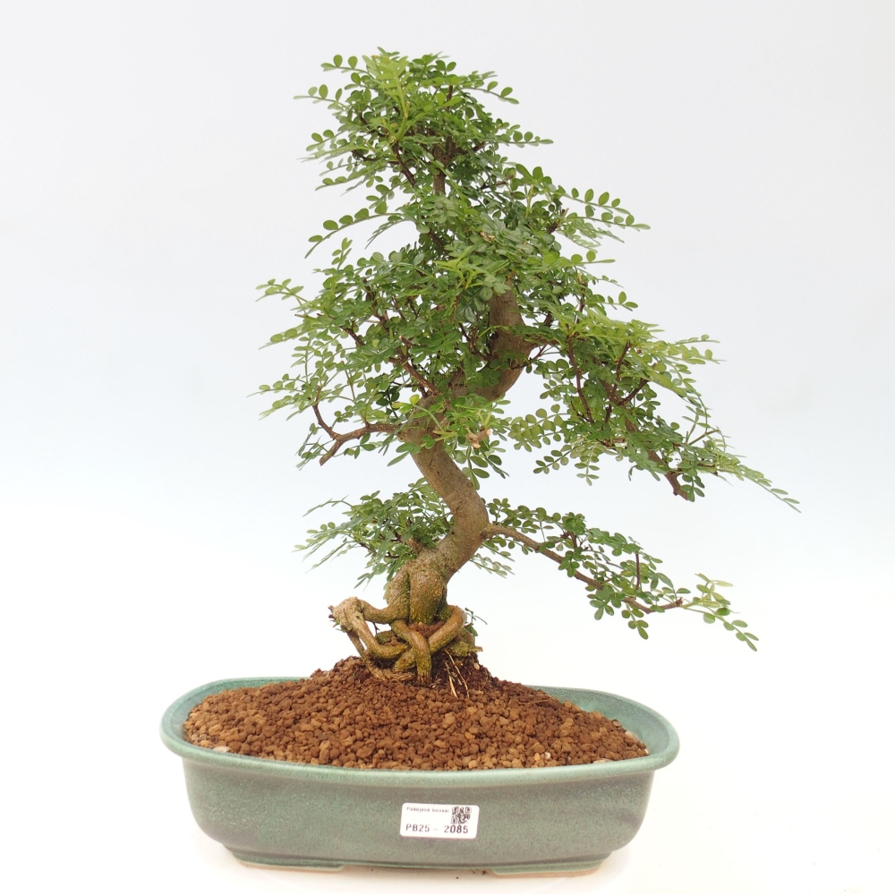 Bonsai do wnętrz - Zantoxylum piperitum - Mięta pieprzowa