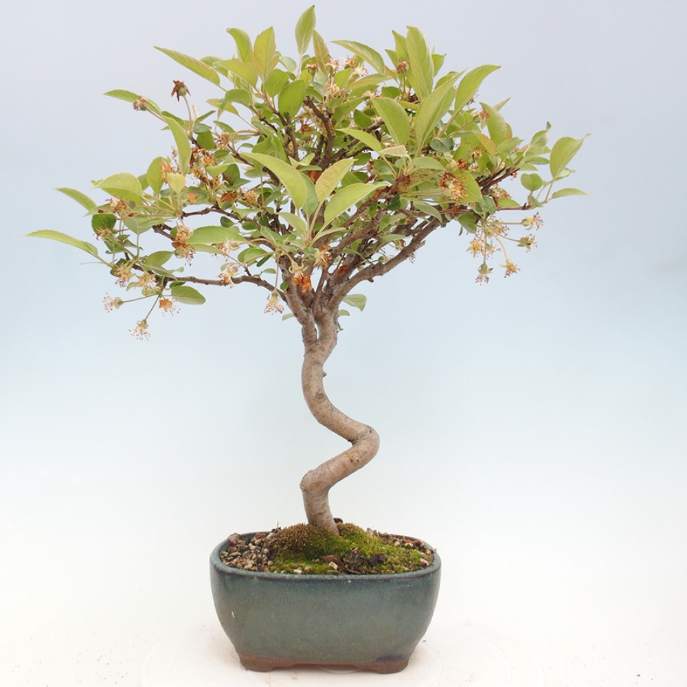 Bonsai plenerowe - Malus Halliana - Jabłoń drobnoowocowa