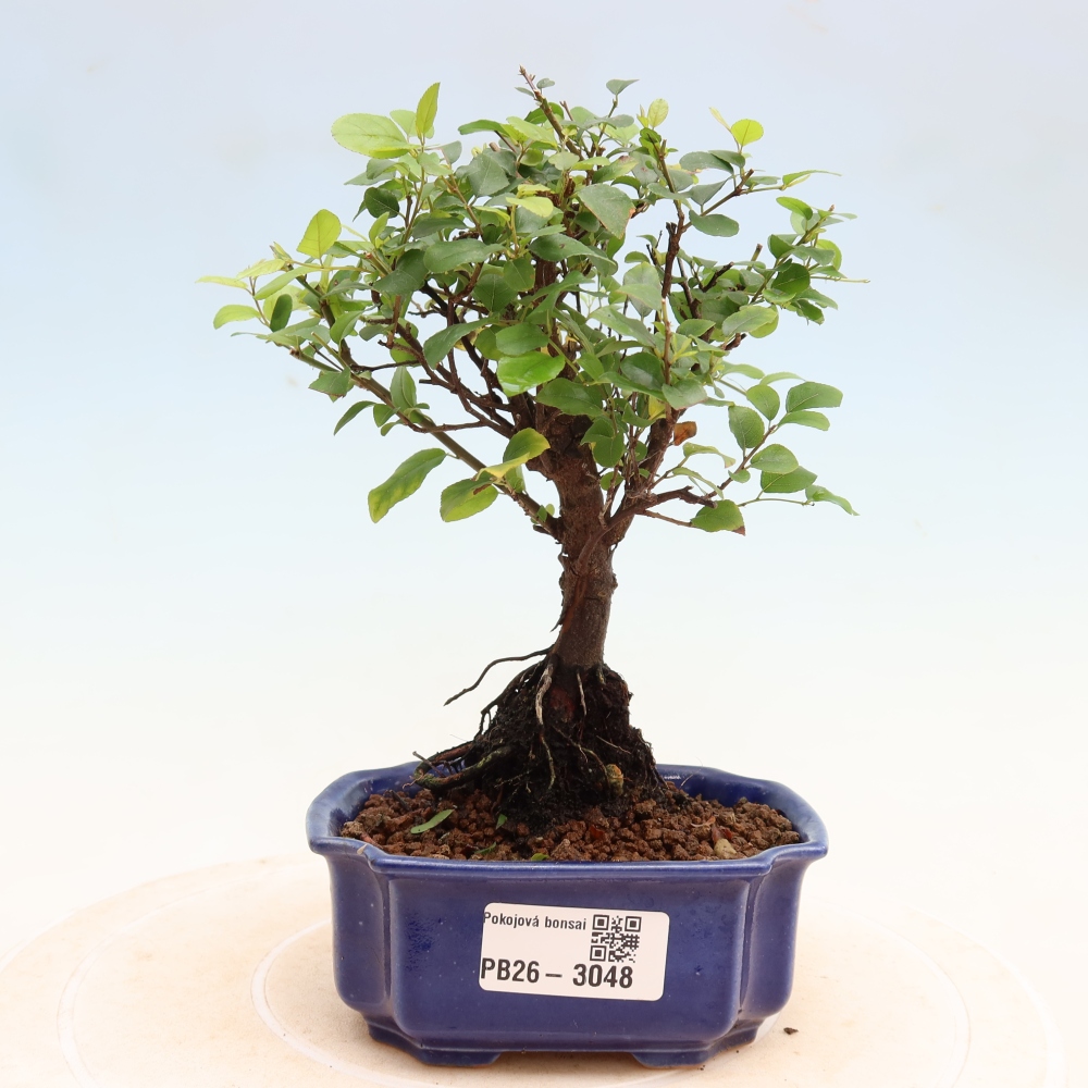 Bonsai pokojowe - Sageretia thea - Sageretia thea