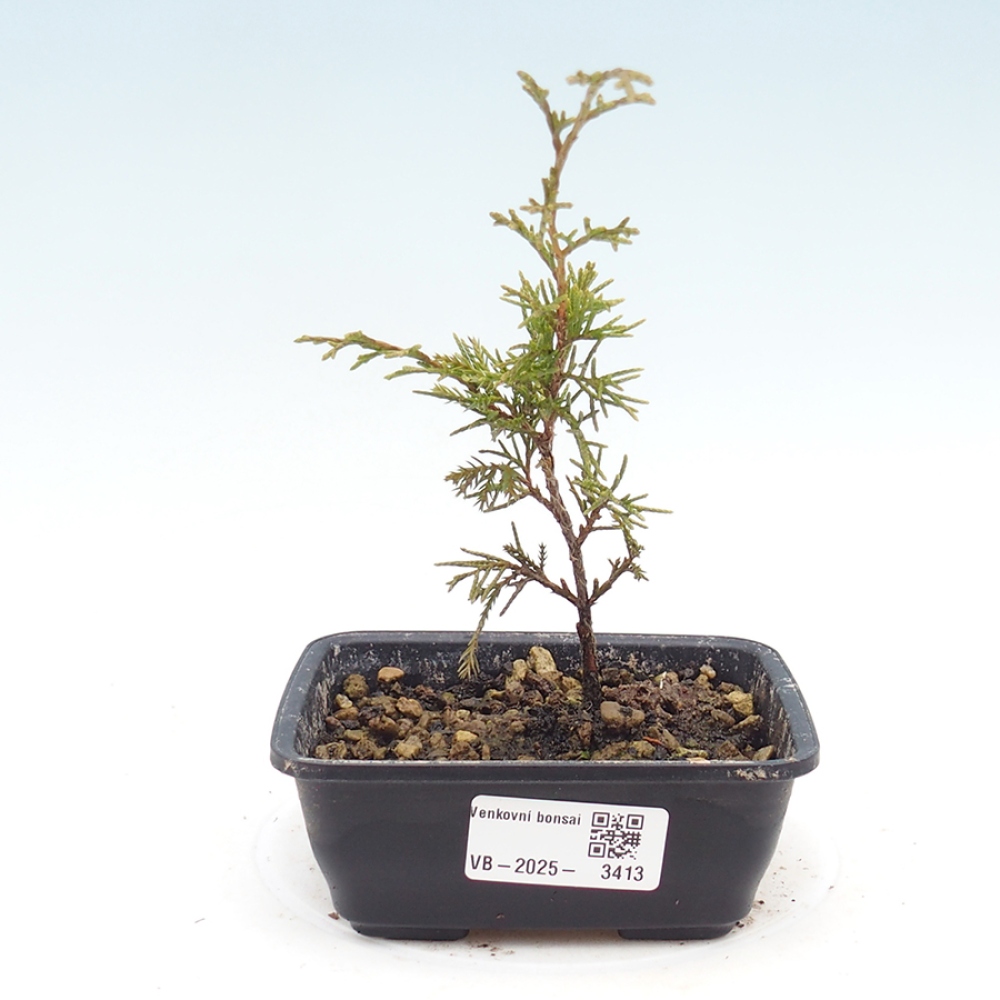 Outdoor bonsai - Juniperus chinensis Itoigawa