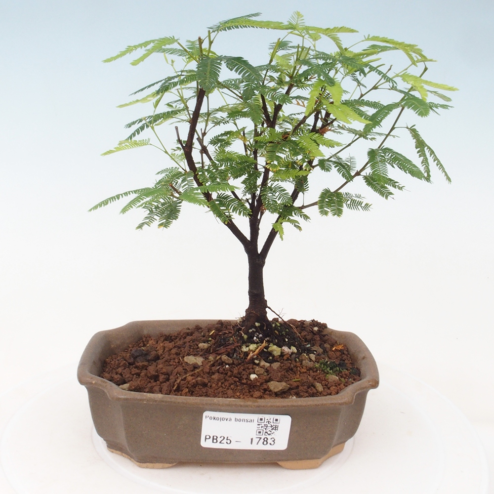 Pokój bonsai-Calliandra surinamensis Dixie Pink - Kaliandra z Surii