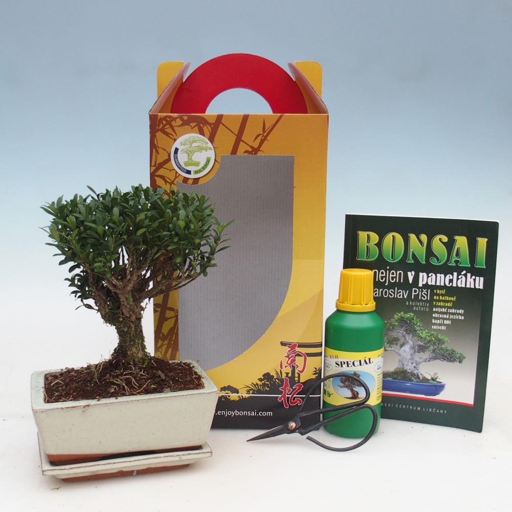 Bonsai pokojowe w pudełku upominkowym