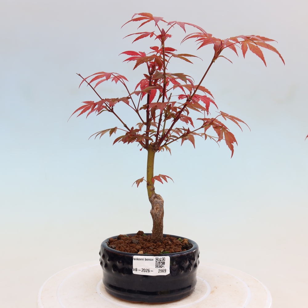 Bonsai na zewnątrz - Palma Acer. Atropurpureum-Javor palmate