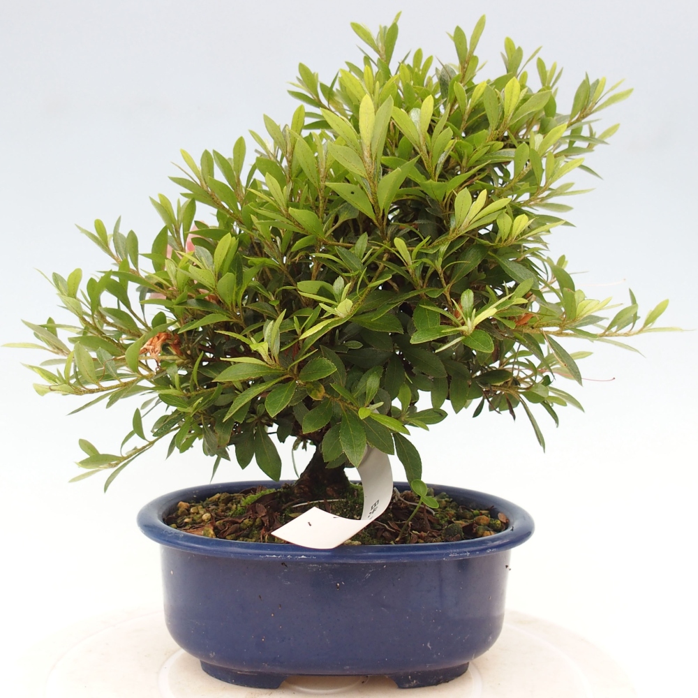 Bonsai ogrodowe - azalia japońska - Azalea Nikko