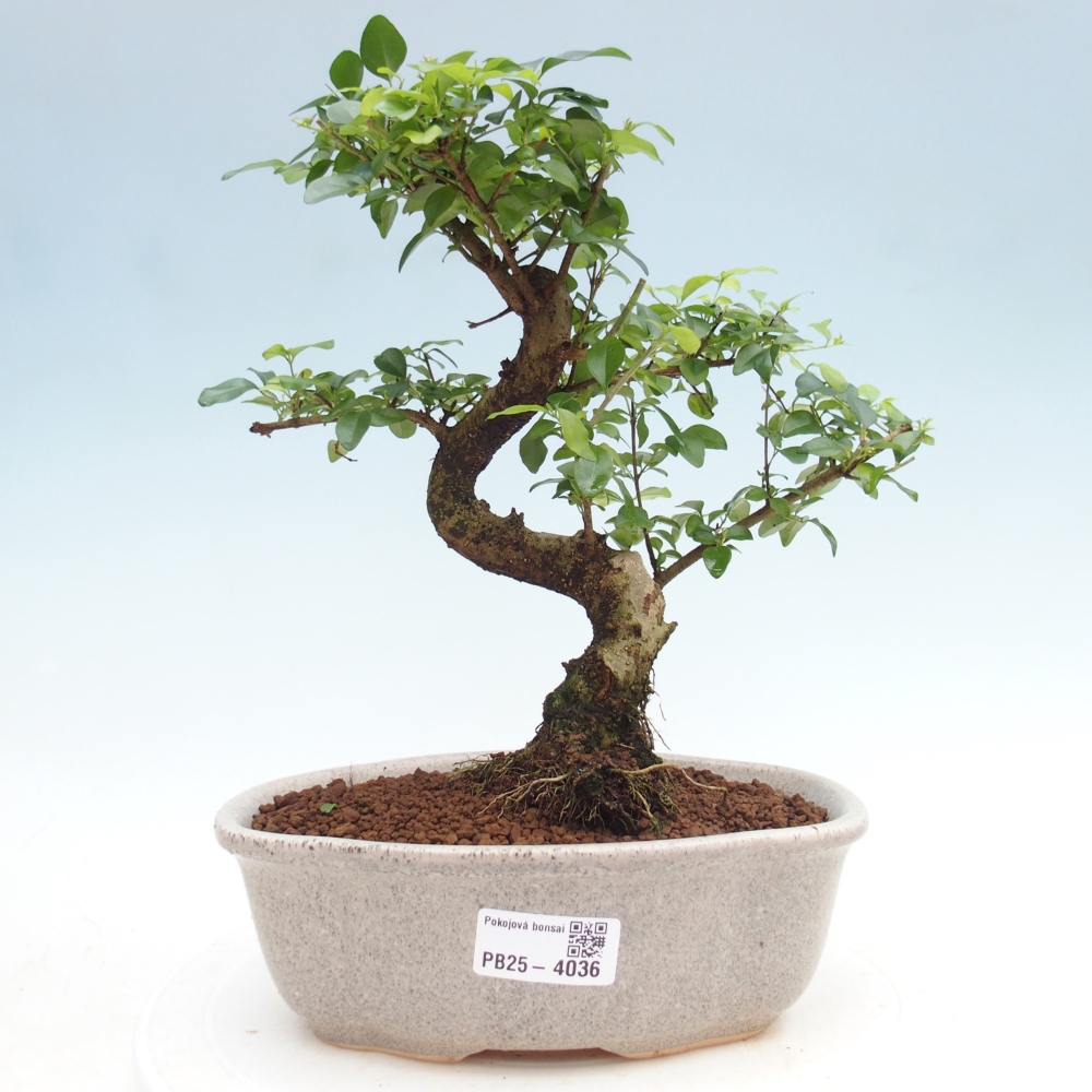 Pokój bonsai - Ligustrum chinensis - Dziób ptaka