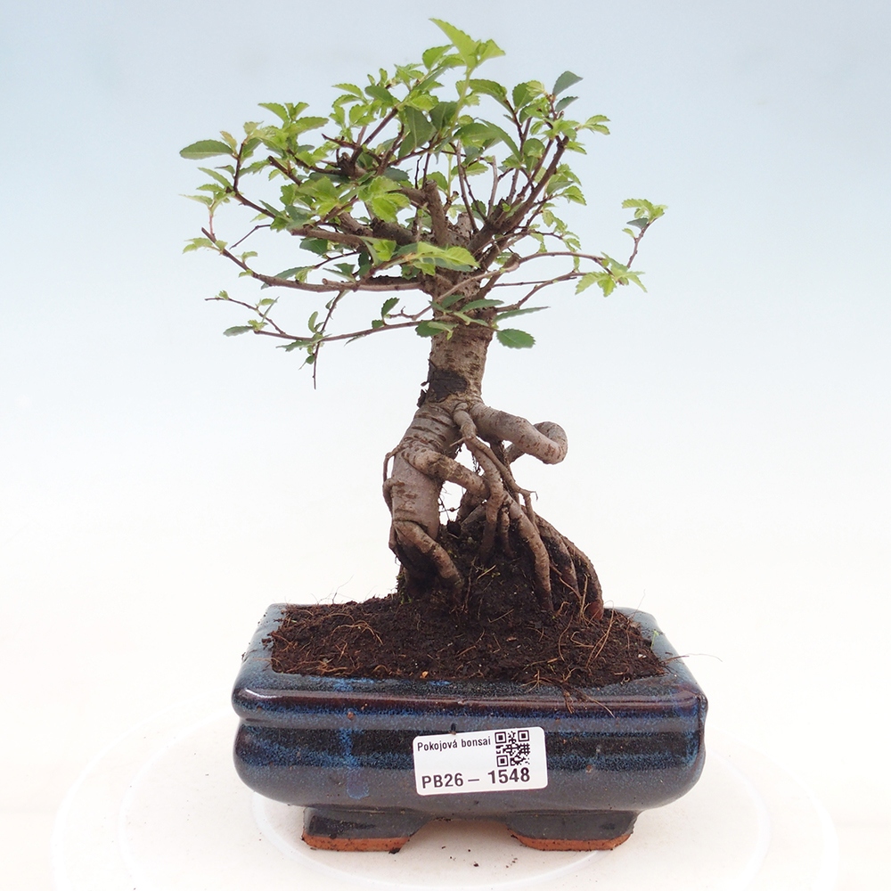 Pokój bonsai - Ulmus parvifolia - Wiąz drobnolistny