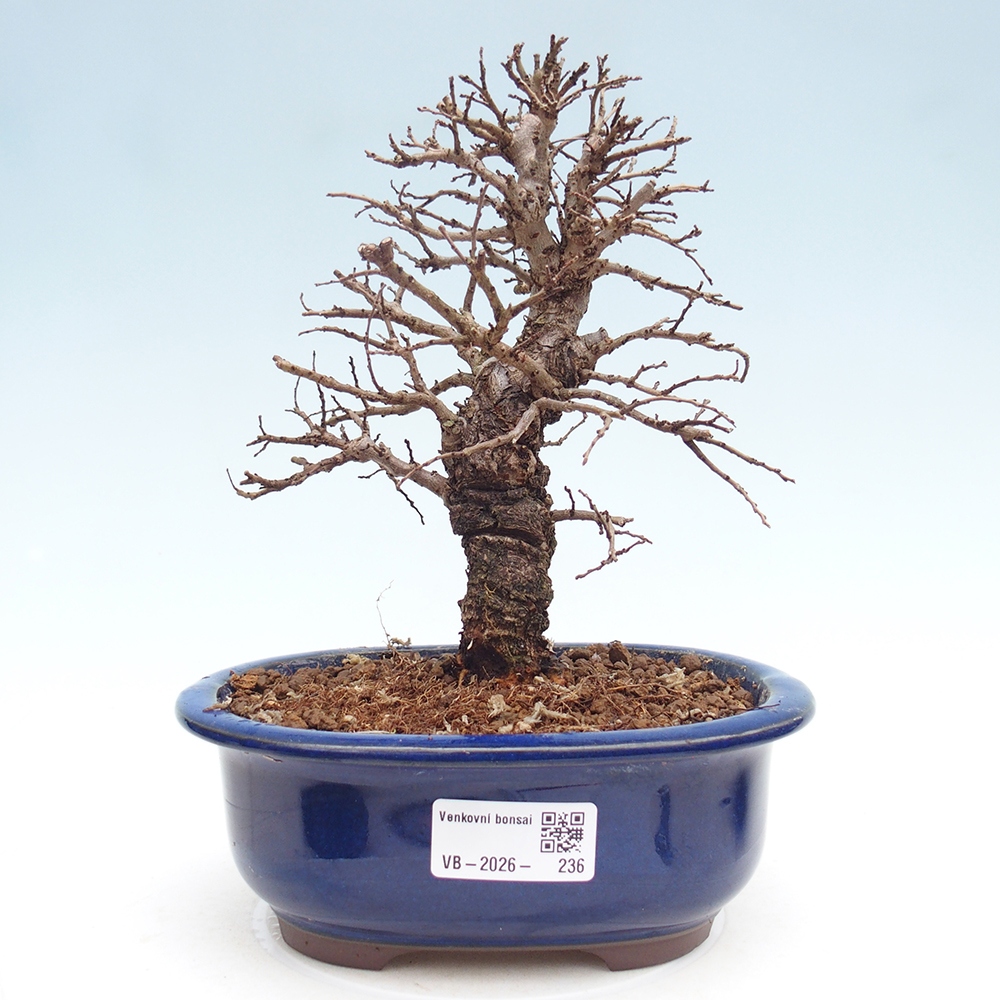 Bonsai zewnętrzne - Zelkova - Zelkova NIRE