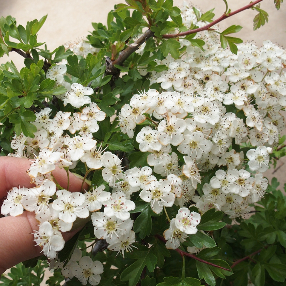 Bonsai zewnętrzne - Głóg - Crataegus monogyna