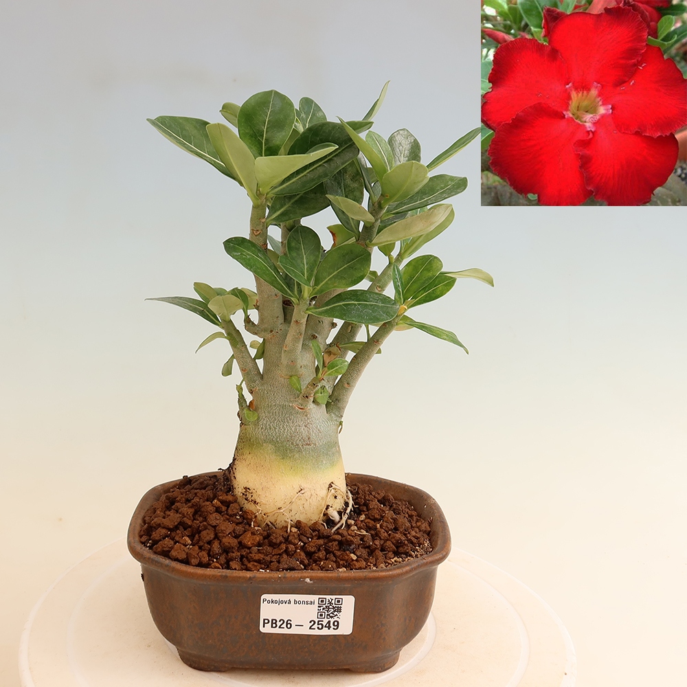 Bonsai pokojowe – Adenium obesum Red Star – Róża pustynna