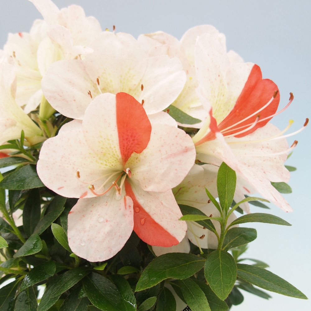 Bonsai ogrodowe - azalia japońska - Azalea Asazakura