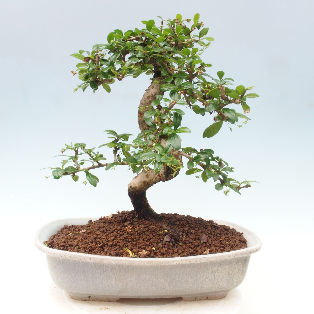 Pokój bonsai - Carmona macrophylla - Tea fuki