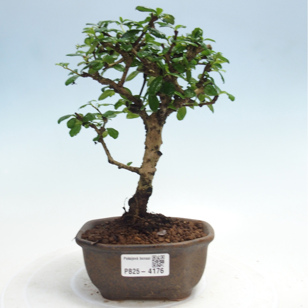 Bonsai wewnętrzne - Carmona makrophylla - Herbata Fuki