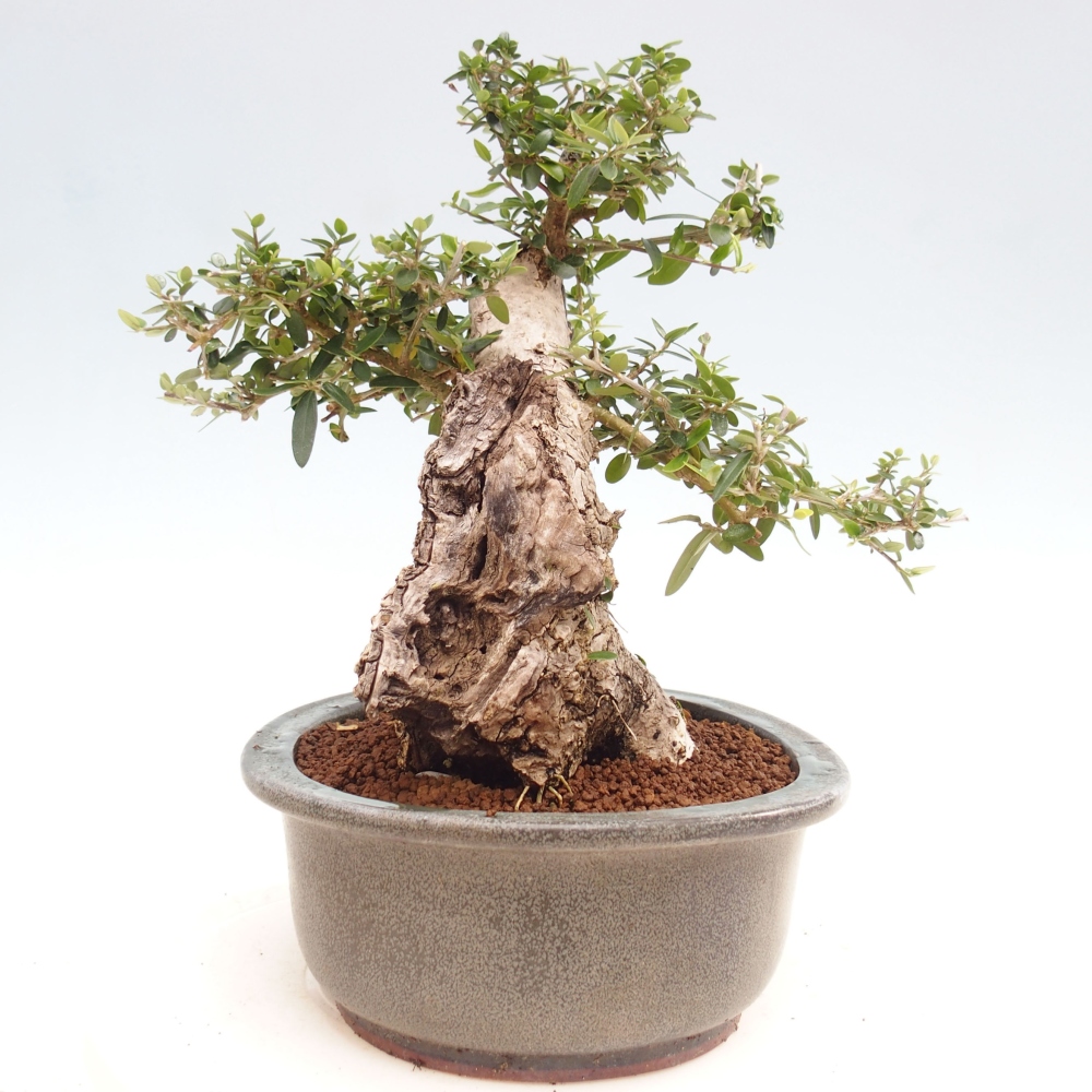 Kryte bonsai - Olea europaea sylvestris - Europejska oliwa z małych liści
