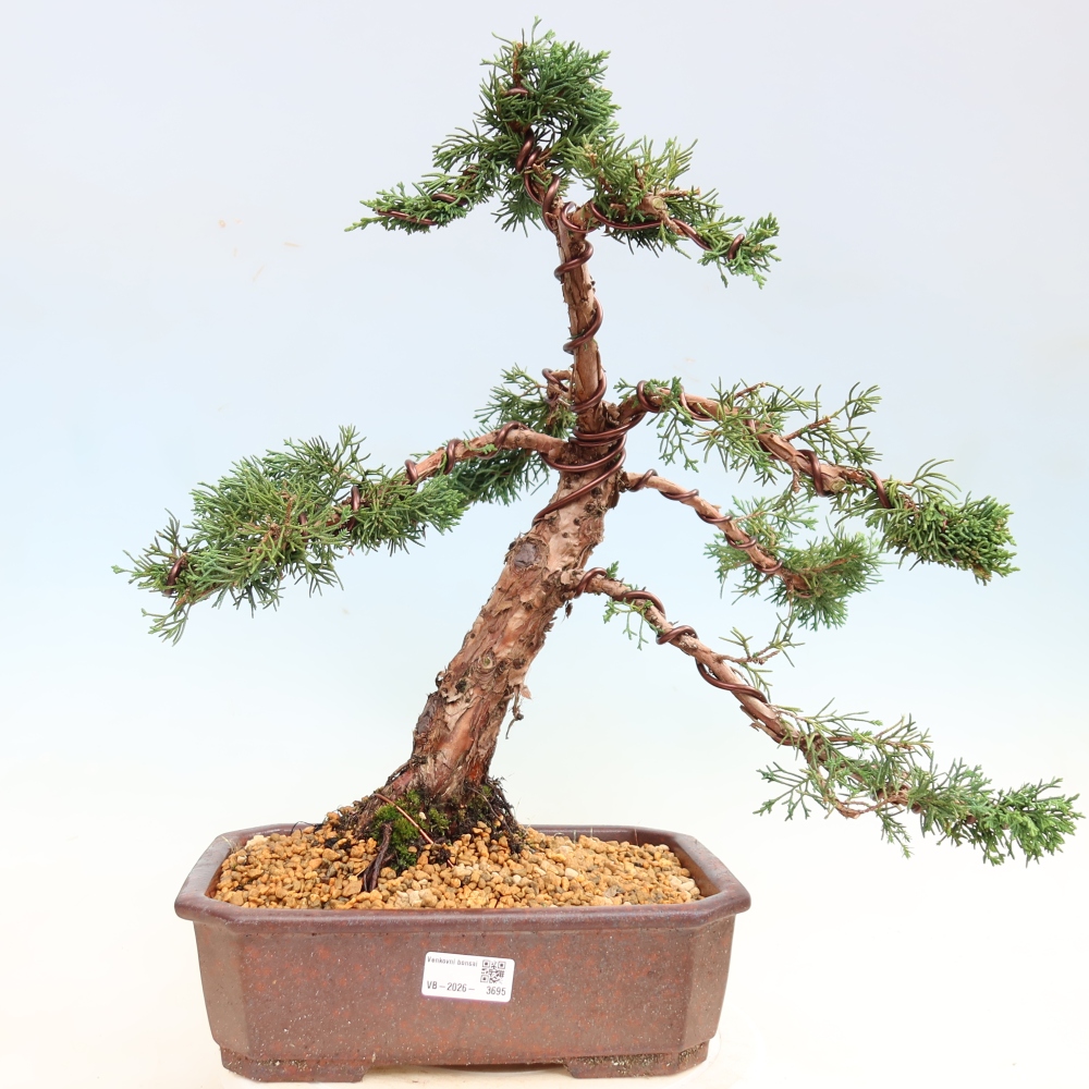 Outdoor bonsai - Juniperus chinensis Kishu