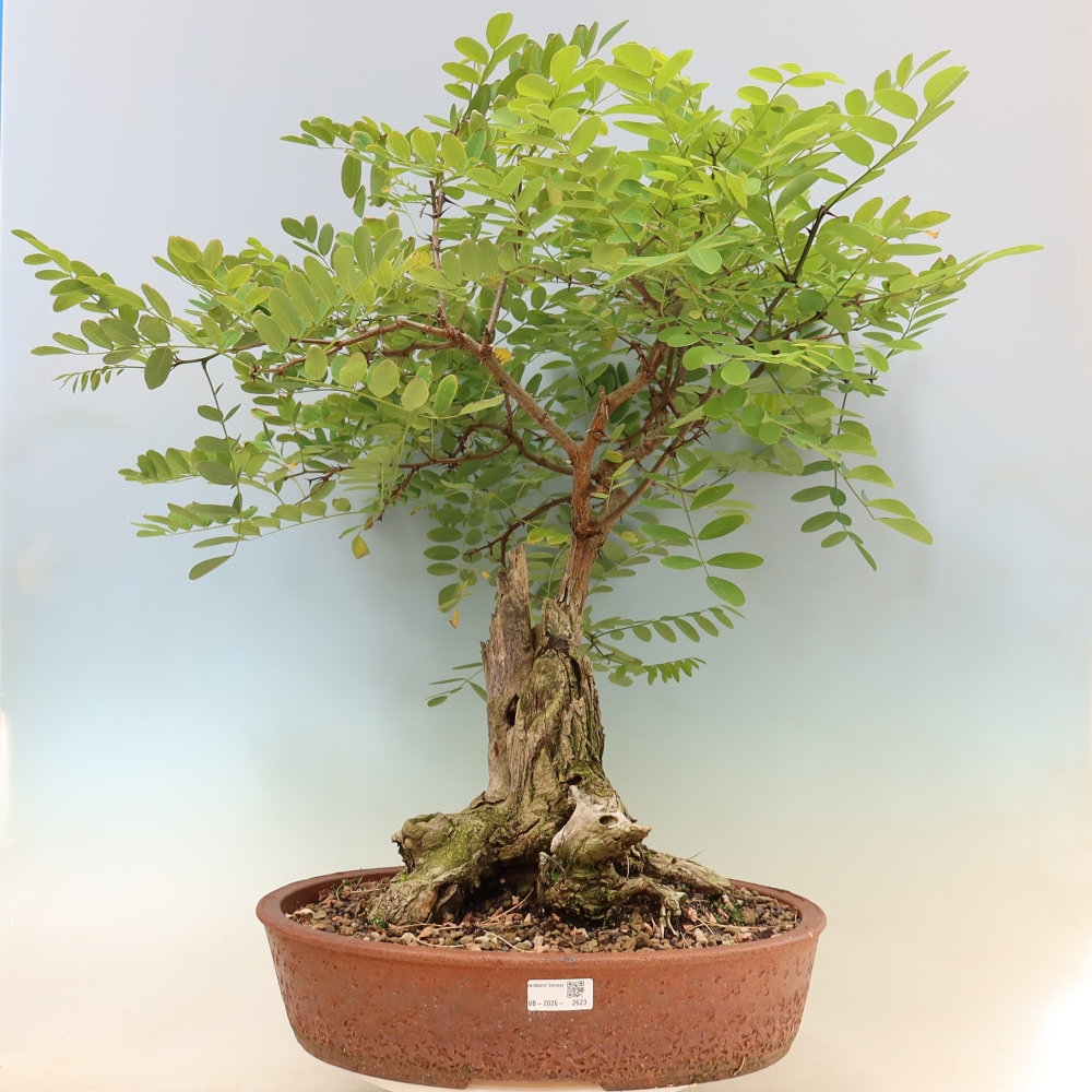Bonsai ogrodowe – trnówka akacjowa – Robinia pseudoacacia