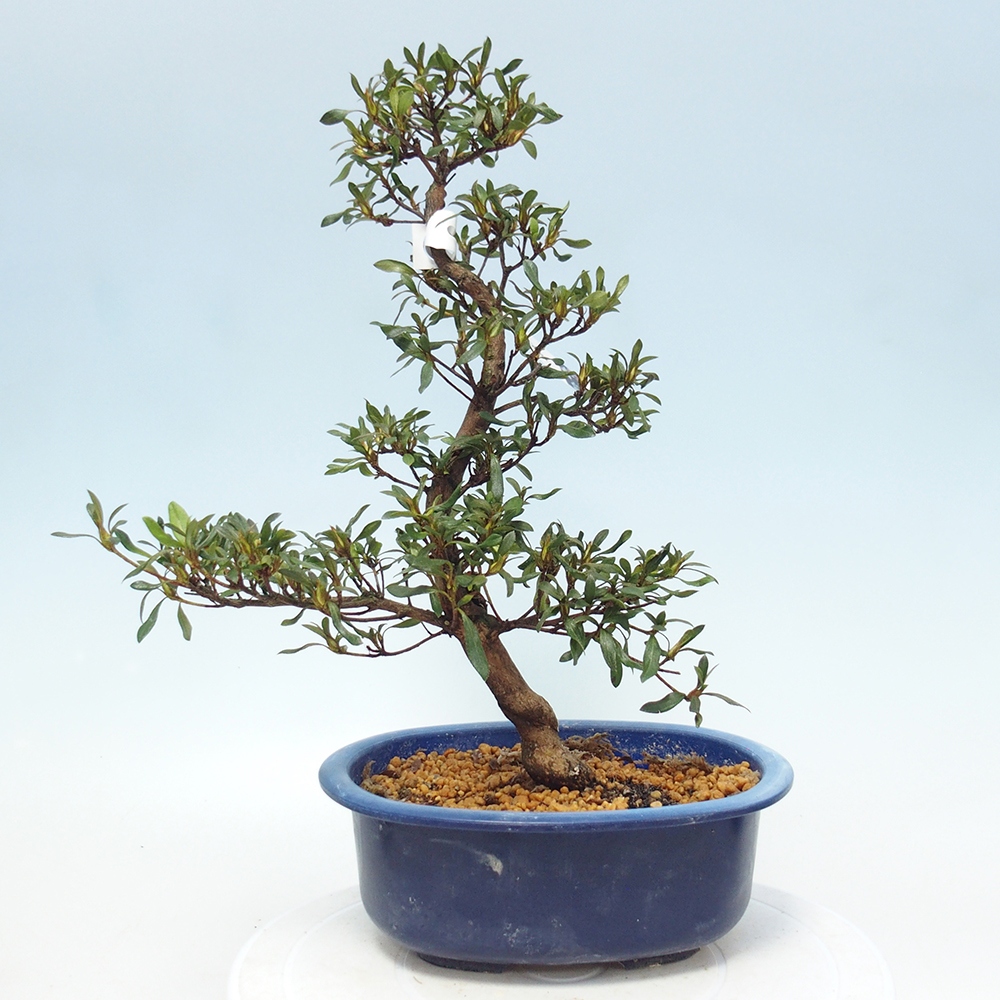 Bonsai zewnętrzne - Azalia japońska - Azalia CHIHIRO