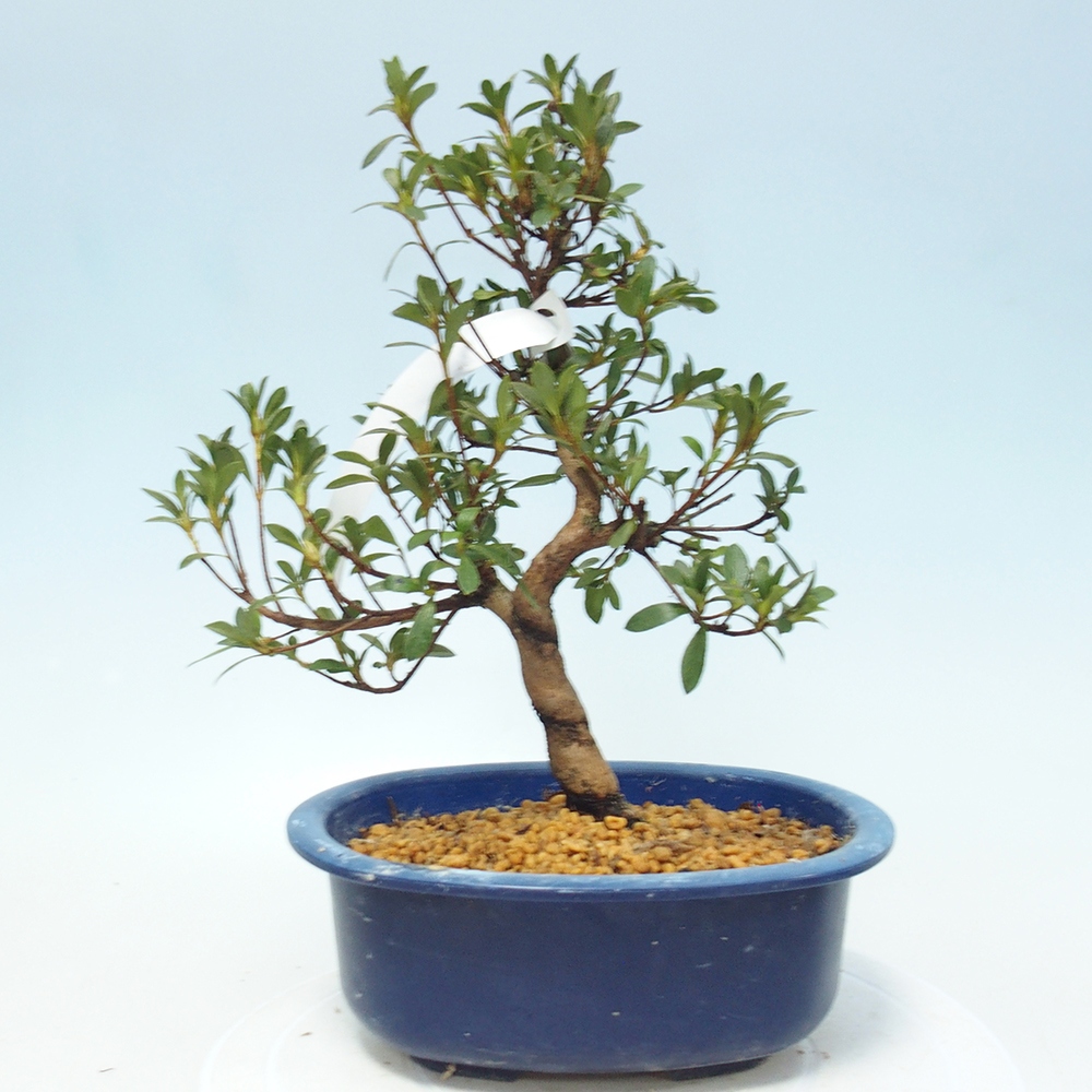 Bonsai zewnętrzne - Azalia japońska - Azalia Senhime