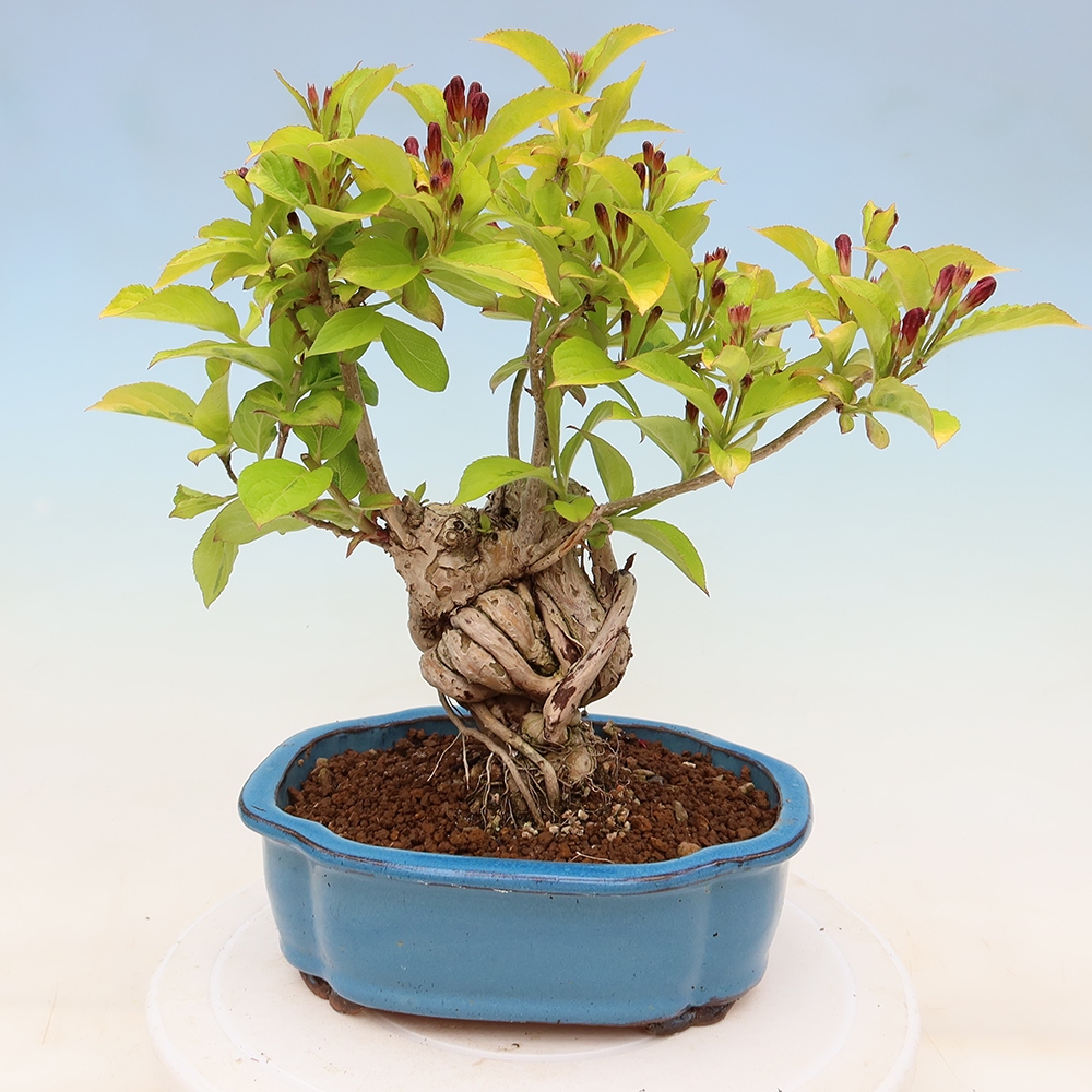 Bonsai ogrodowe – Weigela subsessilis – Weigela koreańska