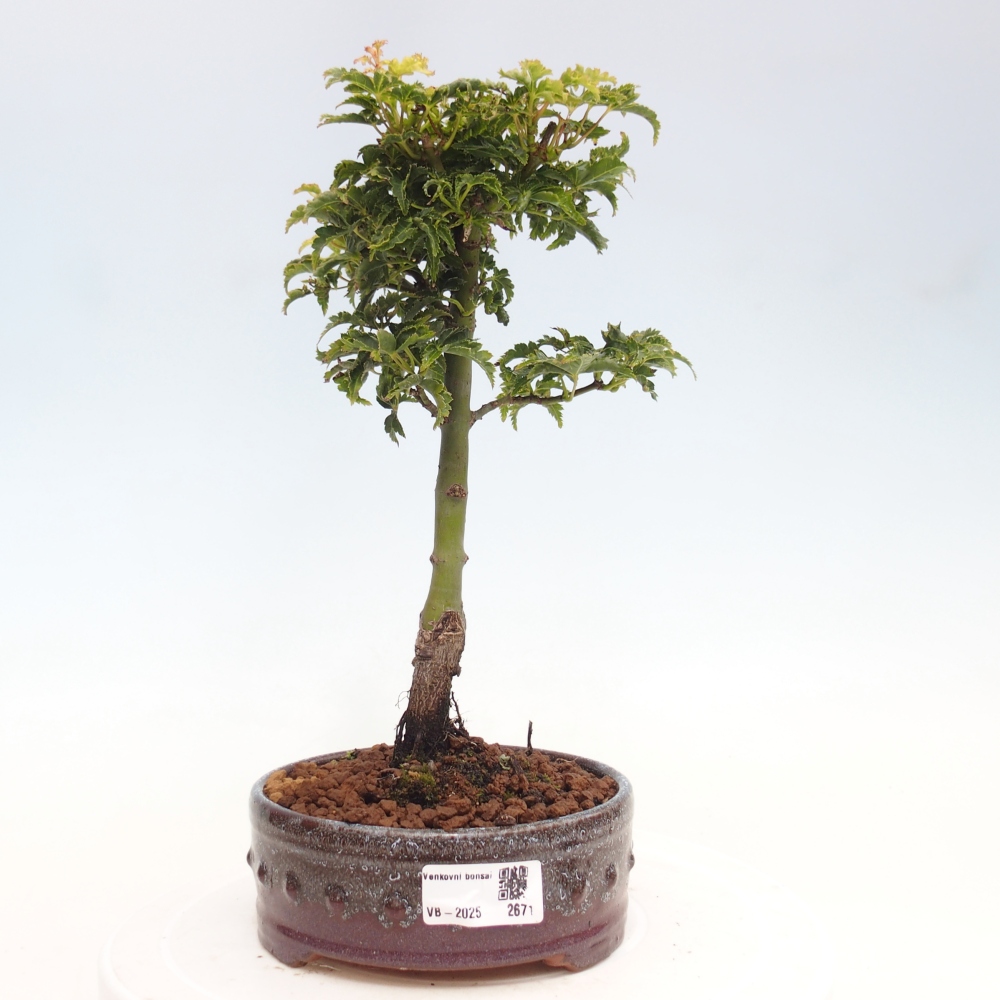 Bonsai zewnętrzne - klon Acer palmatum Shishigashira