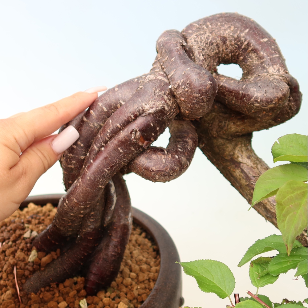 Bonsai ogrodowe – japońska śliwka – Prunus Mume