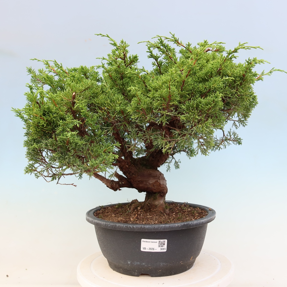 Bonsai ogrodowe – Juniperus chinensis Itoigawa – jałowiec chiński