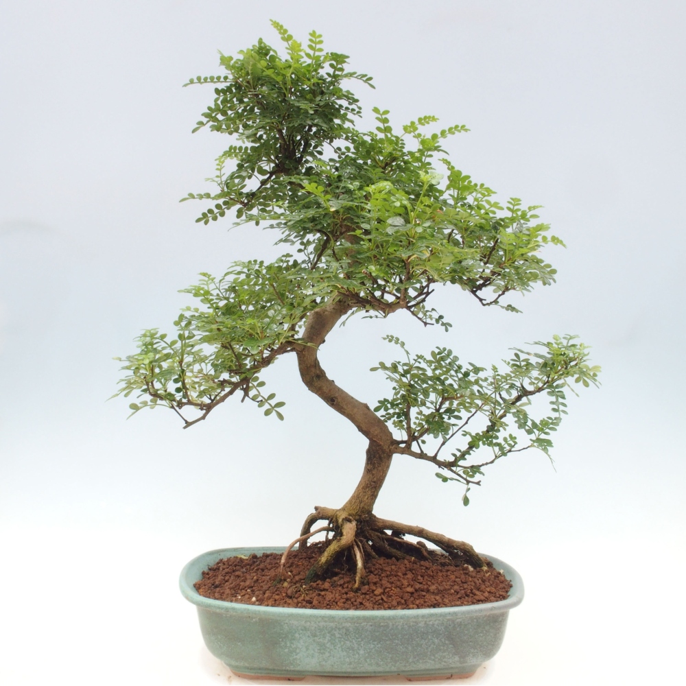 Bonsai do wnętrz - Zantoxylum piperitum - Mięta pieprzowa