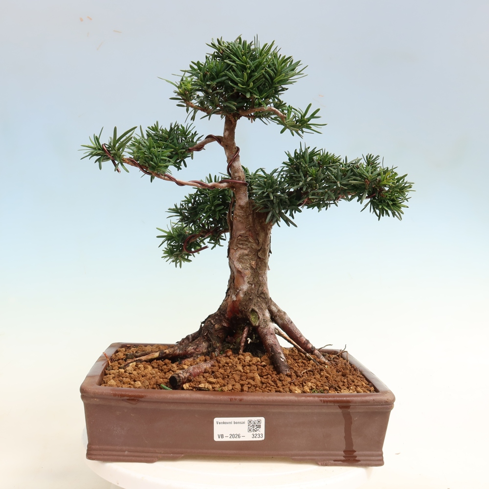 Bonsai ogrodowe – Taxus cuspidata – cis japoński