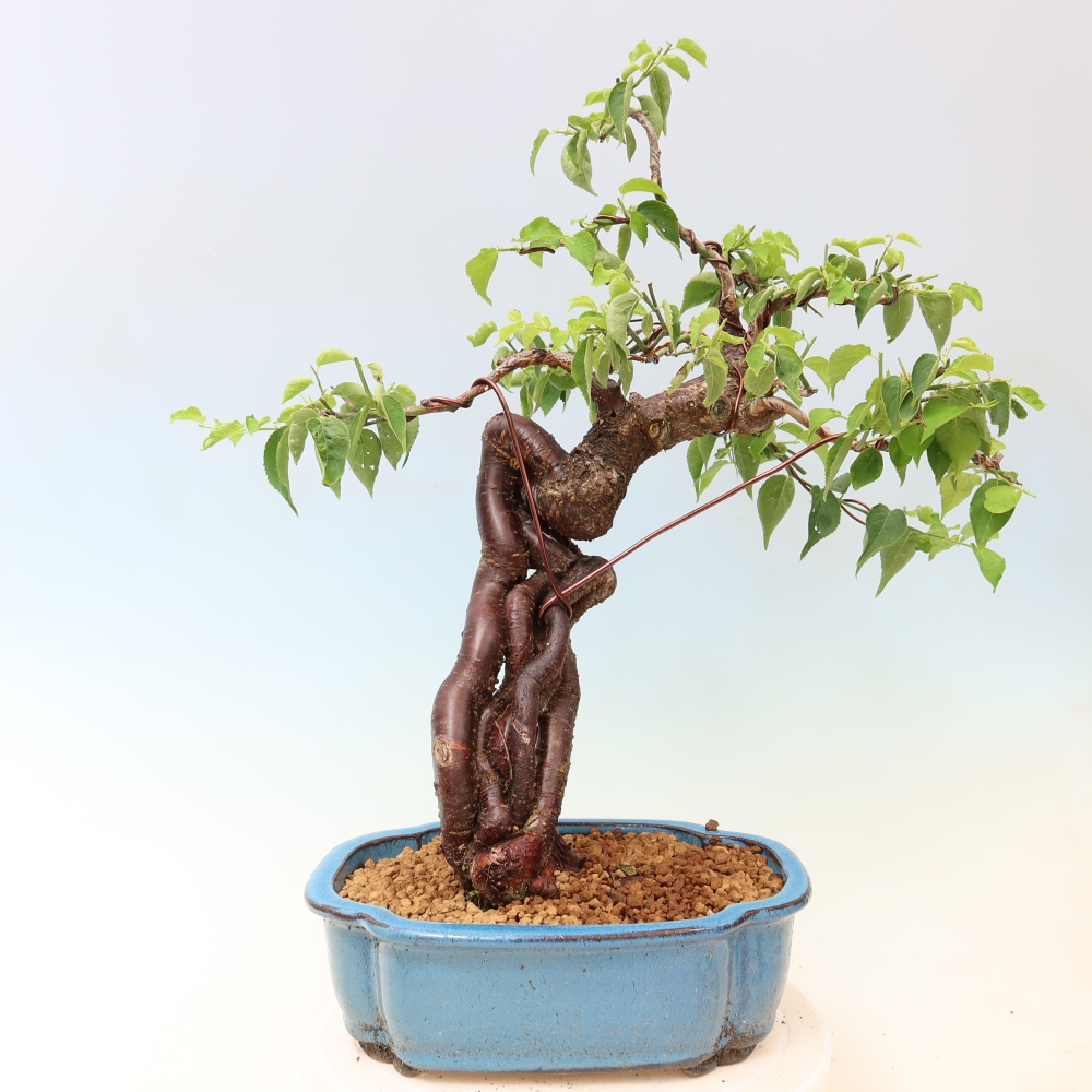 Bonsai ogrodowe – japońska śliwka – Prunus Mume