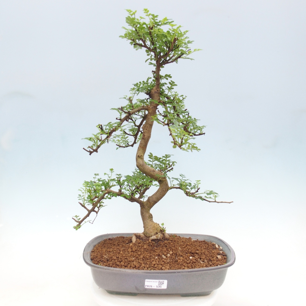 Pokój bonsai - Zantoxylum piperitum - drzewo pieprzowe