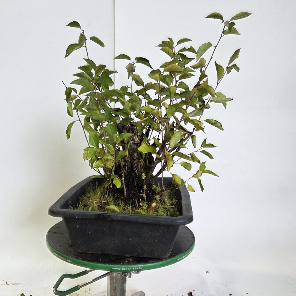 Wiśnia bonsai na zewnątrz - Prunus aviata