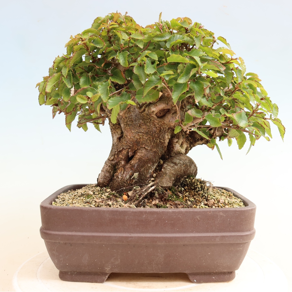 Outdoor bonsai - Carpinus CARPINOIDES - grab koreański