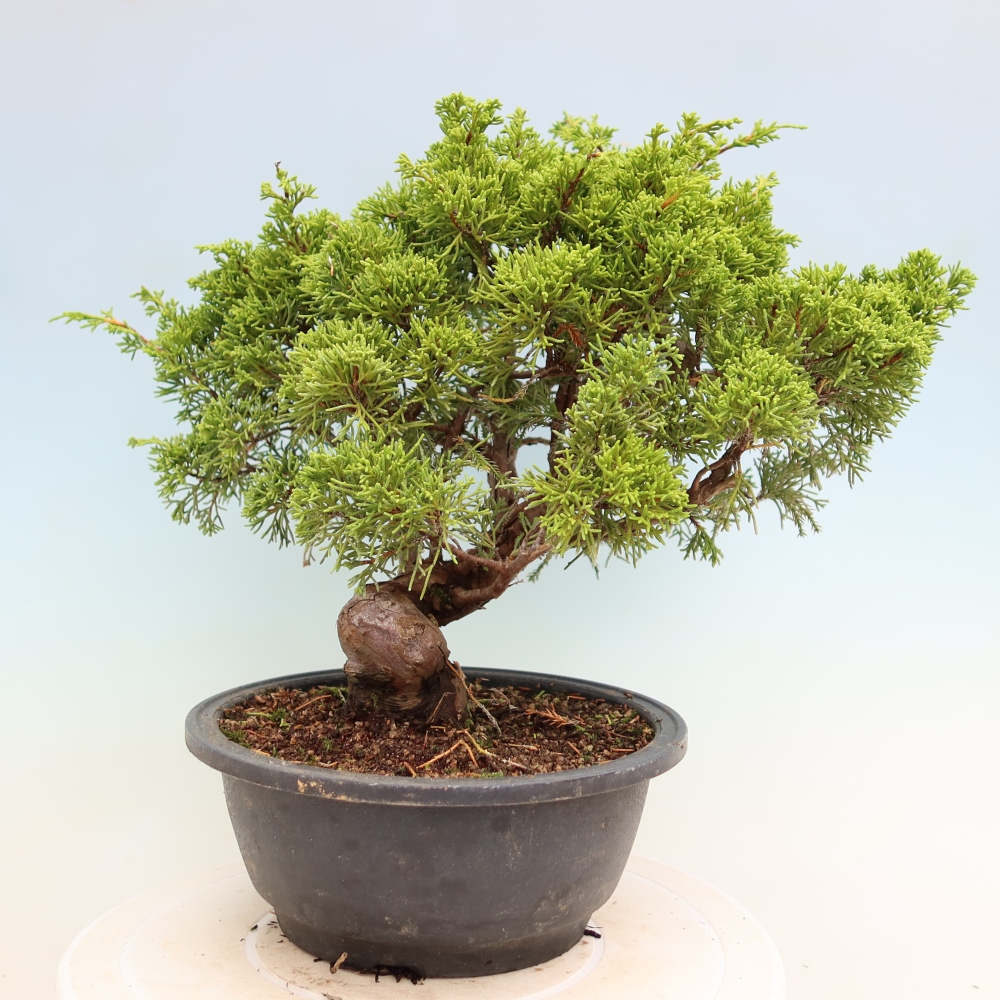 Bonsai ogrodowe – Juniperus chinensis Itoigawa – jałowiec chiński