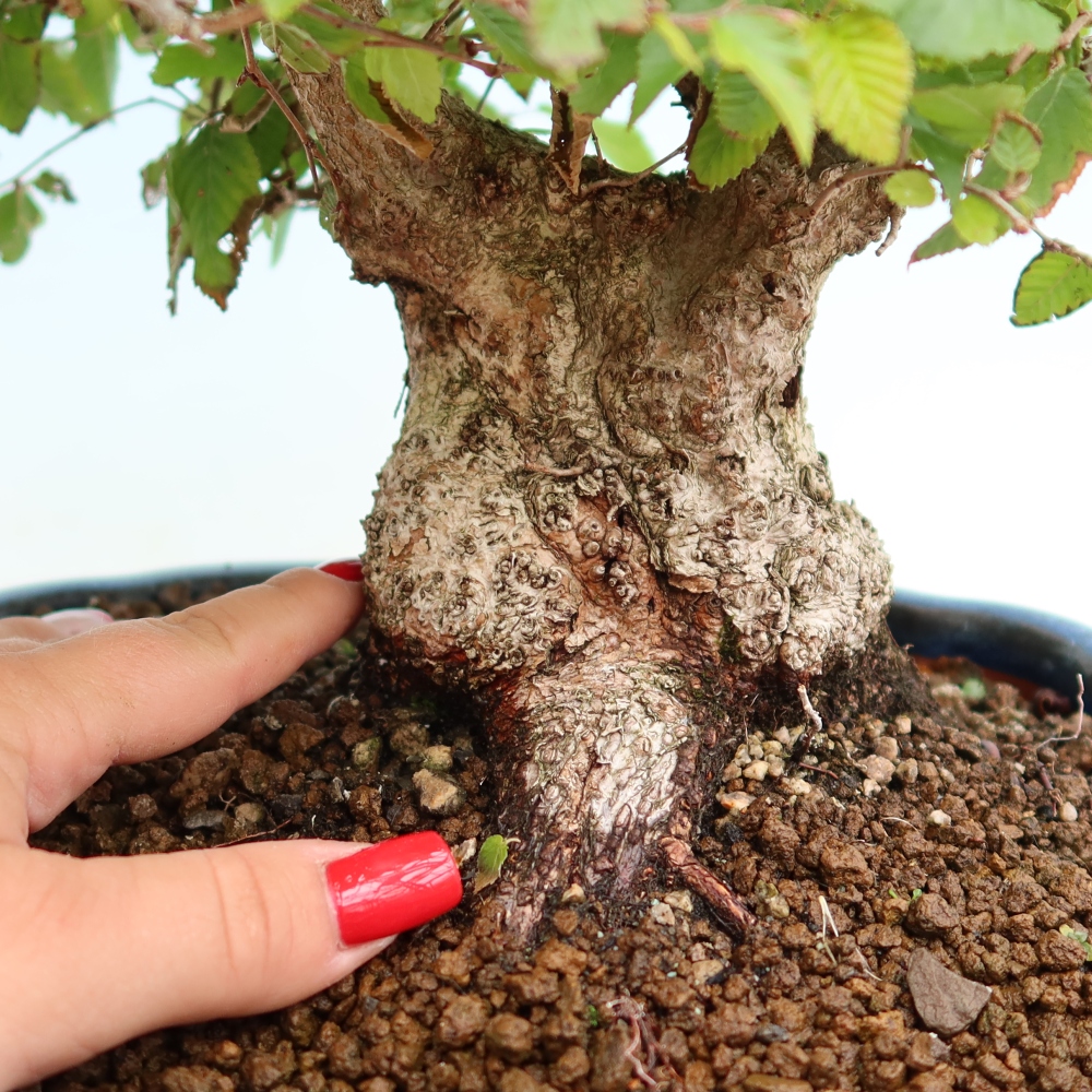 Outdoor bonsai - Carpinus coreana - grab koreański