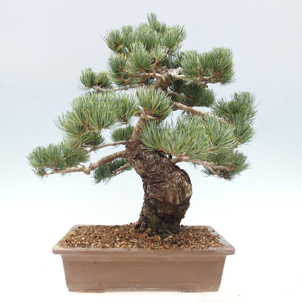 Outdoor bonsai - Pinus parviflora - Mała sosna
