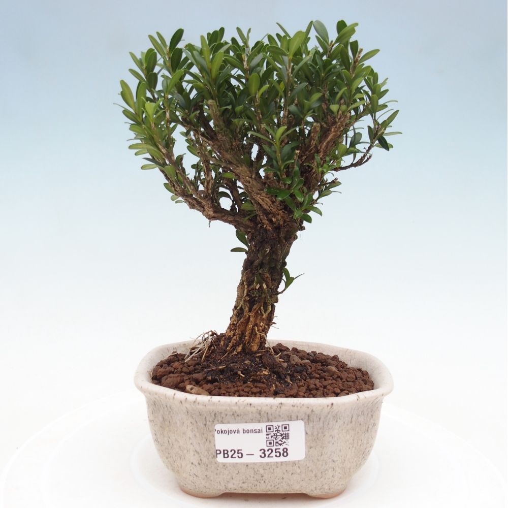 Pokój bonsai - Buxus harlandii - buxus korkowy