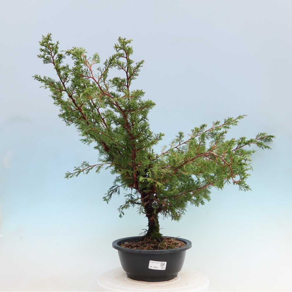 Bonsai ogrodowe – Juniperus chinensis Itoigawa – jałowiec chiński