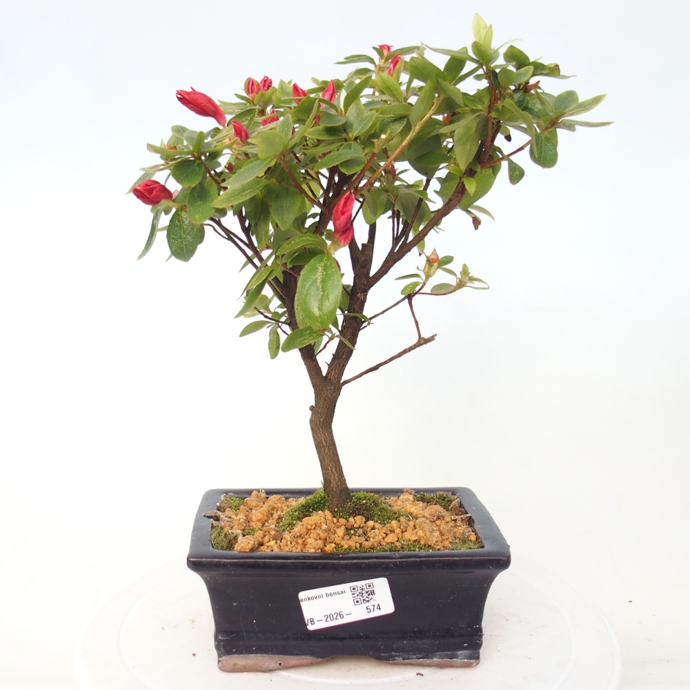Outdoor bonsai - Azalia japońska - Azalea sp.